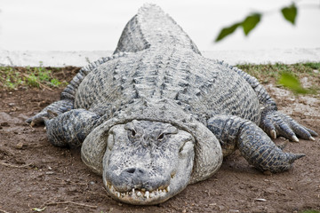 Lying crocodile