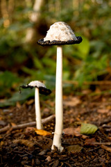 Shaggy Mane inky cap mushrooms in forest