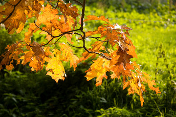 Autmn leaves