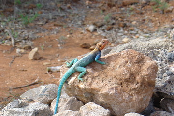 Lizard in Kenia
