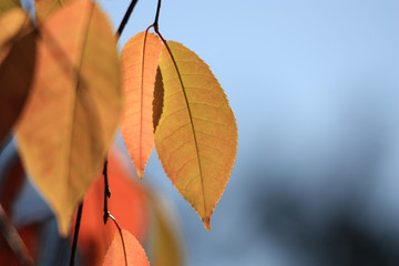 Obraz premium herbstlich