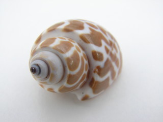 coquillage