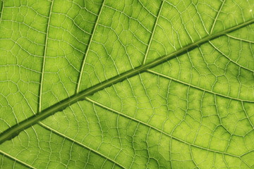 Fototapeta na wymiar Green leaf