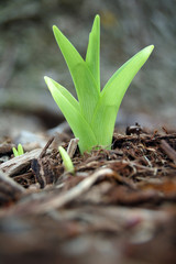 Growth 2