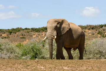 Fototapeta na wymiar Huge elephant