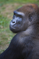 Naklejka premium Western Lowland Gorilla