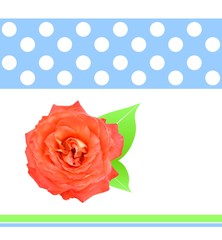 rose muster