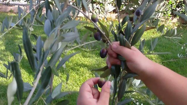 Una manciata di olive