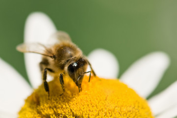 bee