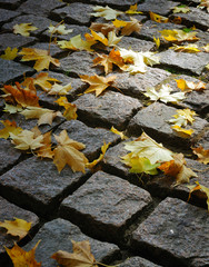 Maple leaves on cobblestones in a ray of the sun