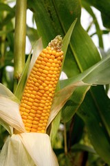 Maize