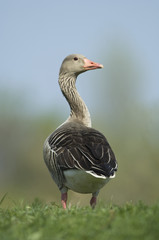 Graugans