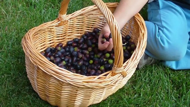 Olive nel cesto