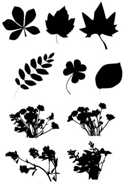 Illustration of various leaves