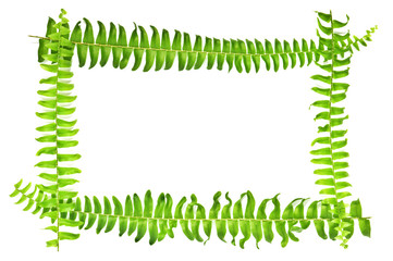 fern