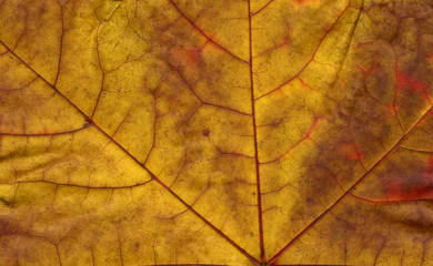 maple leaf texture closeup