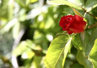 Single red rose bud background