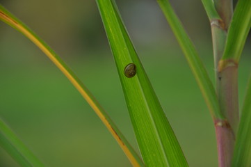 Obraz premium Mini Schnecke auf Blatt