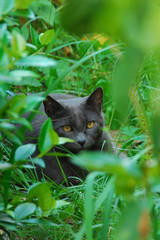 Yellow-Eyed Cat, Tuscany, Italy, July 2007