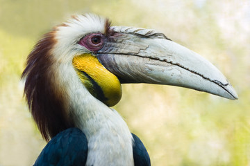 Male Wreathed Hornbill - horizontal image