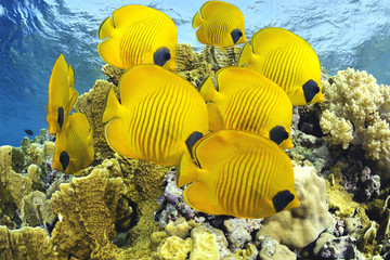 A school of butterfly fishes
