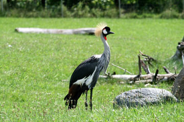Fototapeta premium Crane Bird