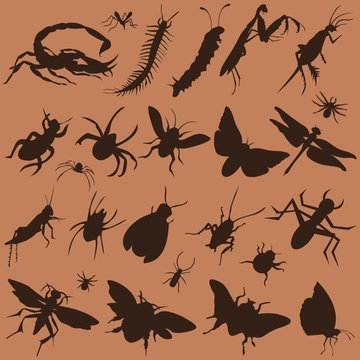 vector collection of bugs