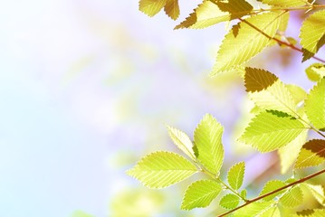 Abstract Elm Leaves Backgrounds