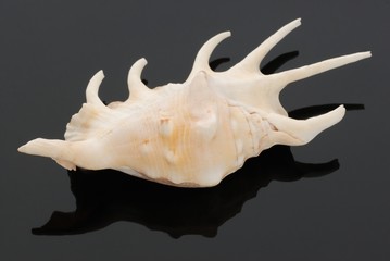 Seashell