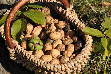 panier de noix
