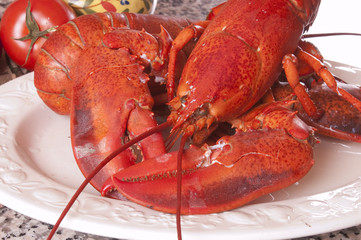 fresh lobster