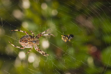 Spider with meal caught in web
