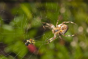 Spider with meal caught in web