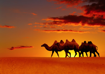 Desert landscape with walking camels at sunset