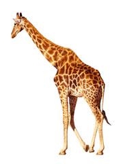 Walking giraffe isolated on white