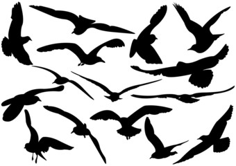 Naklejka premium Flying sea-gulls vector illustration