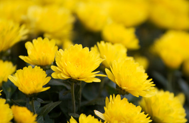 Beautiful yellow chrysanthemum flowers background
