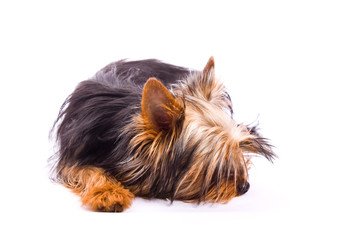 Yorkshire Terrier isolated on a white background