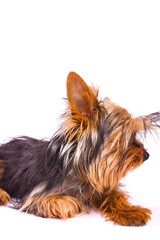 Yorkshire Terrier isolated on a white background