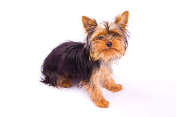 Yorkshire Terrier isolated on a white background