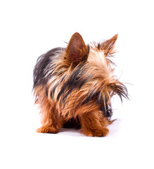 Yorkshire Terrier isolated on a white background