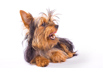 Yorkshire Terrier isolated on a white background