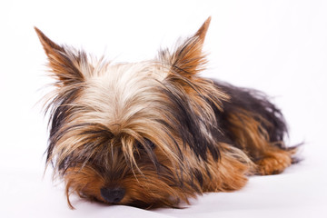 Yorkshire Terrier isolated on a white background