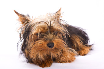Yorkshire Terrier isolated on a white background