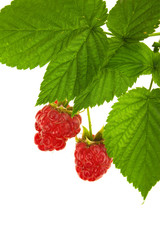 Raspberry fruit with stem and leaves