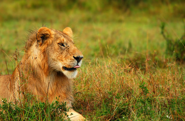 Portrait of young wild african lion