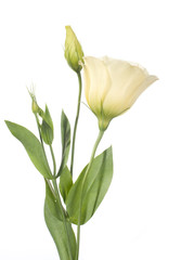 a fragment of pale  flowers isolated on white