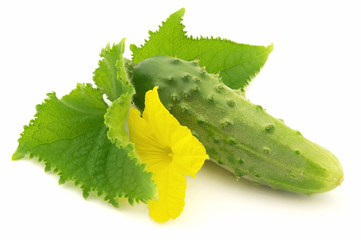 Cucumber with leaves