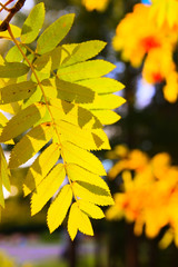 Mountain ash branch in spring
