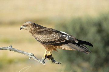 Obraz premium Milano en la rama